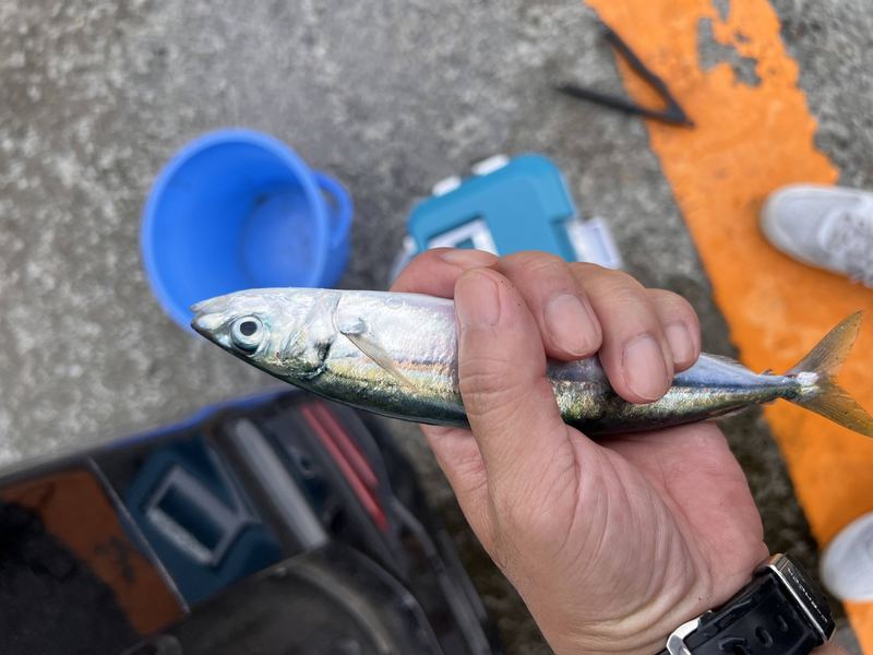 伊豆大島で釣れる魚