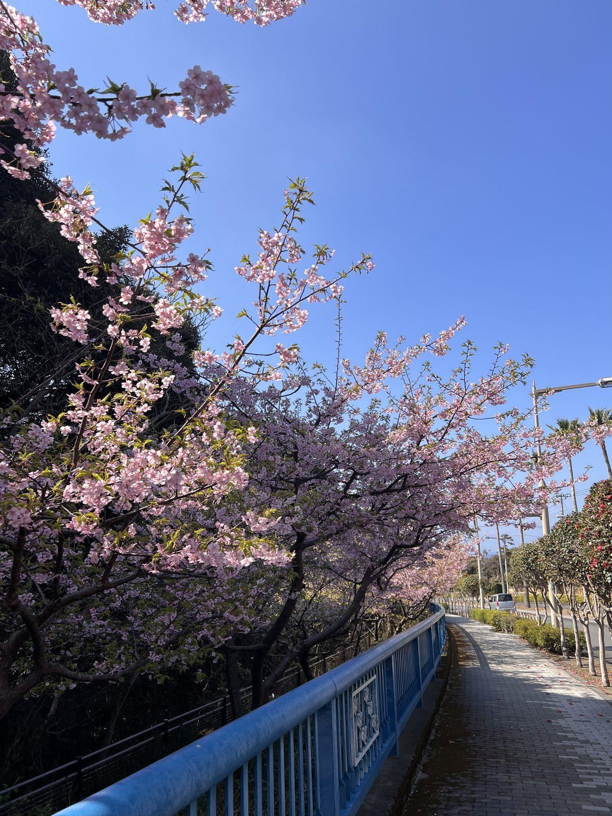 伊豆大島の穏やかな風景
