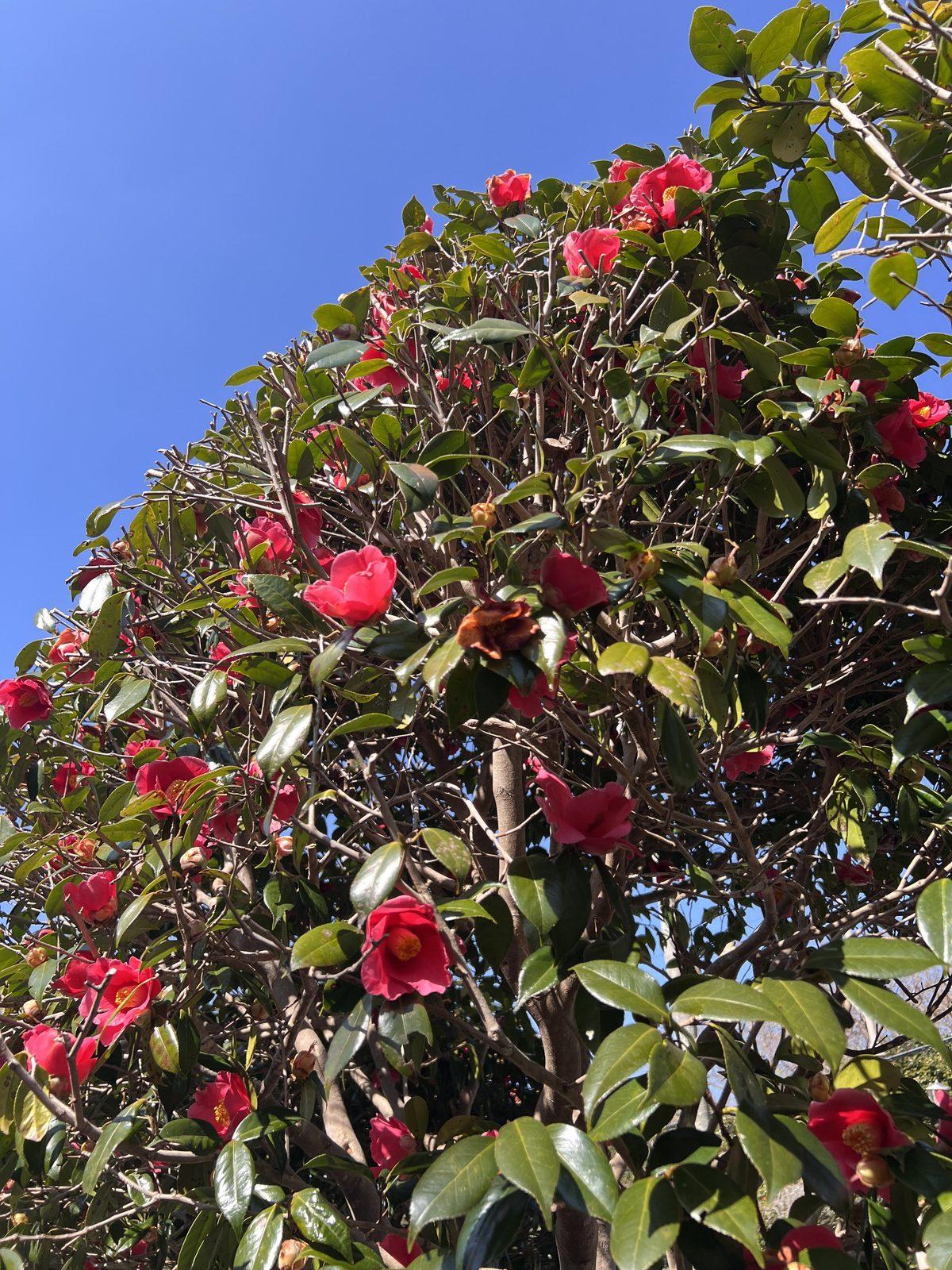 伊豆大島の自然豊かな風景